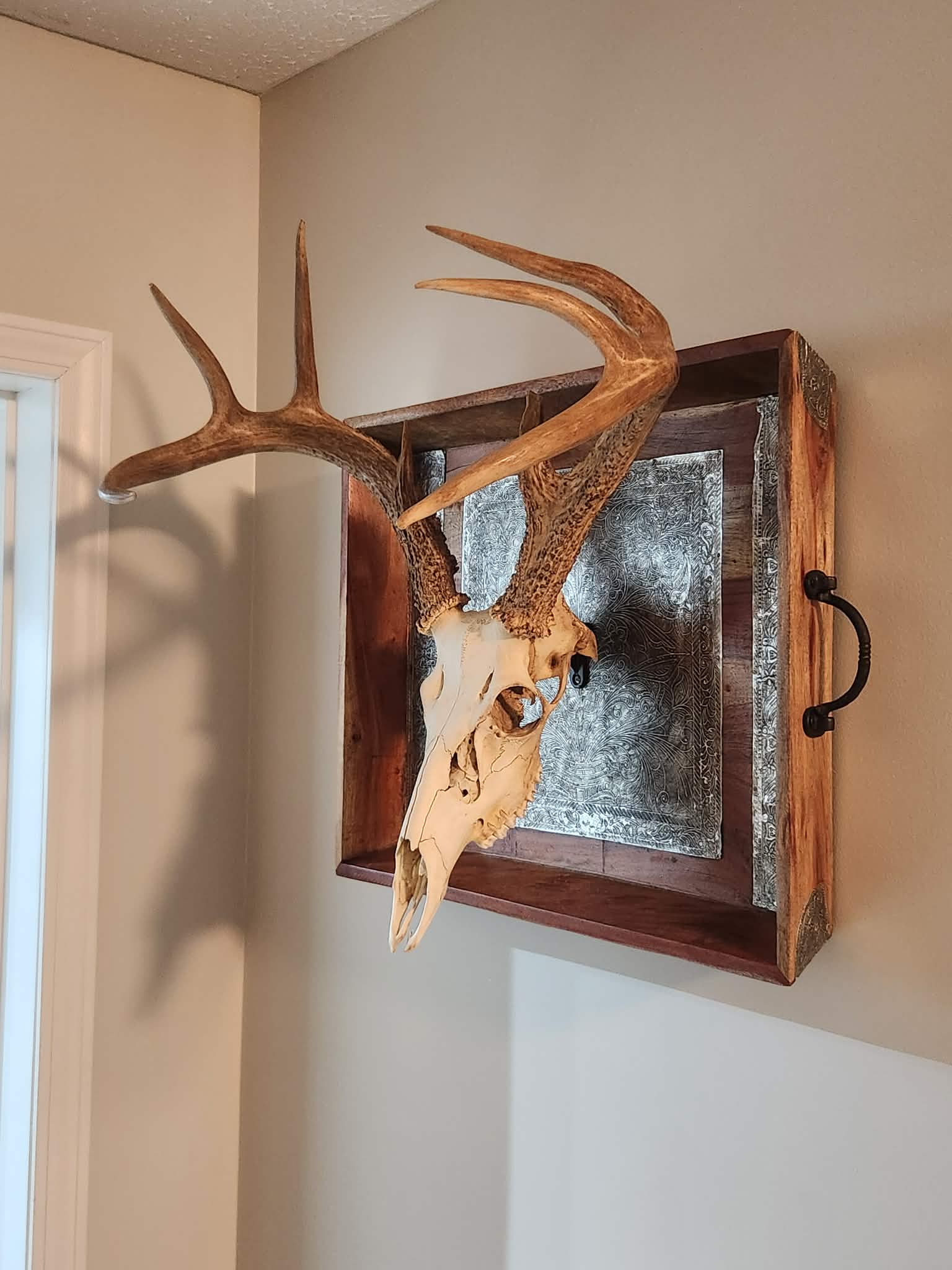 Kentucky 8 - Point Buck Skull Mount | Rustic Handcrafted Display - The Cozy Corner