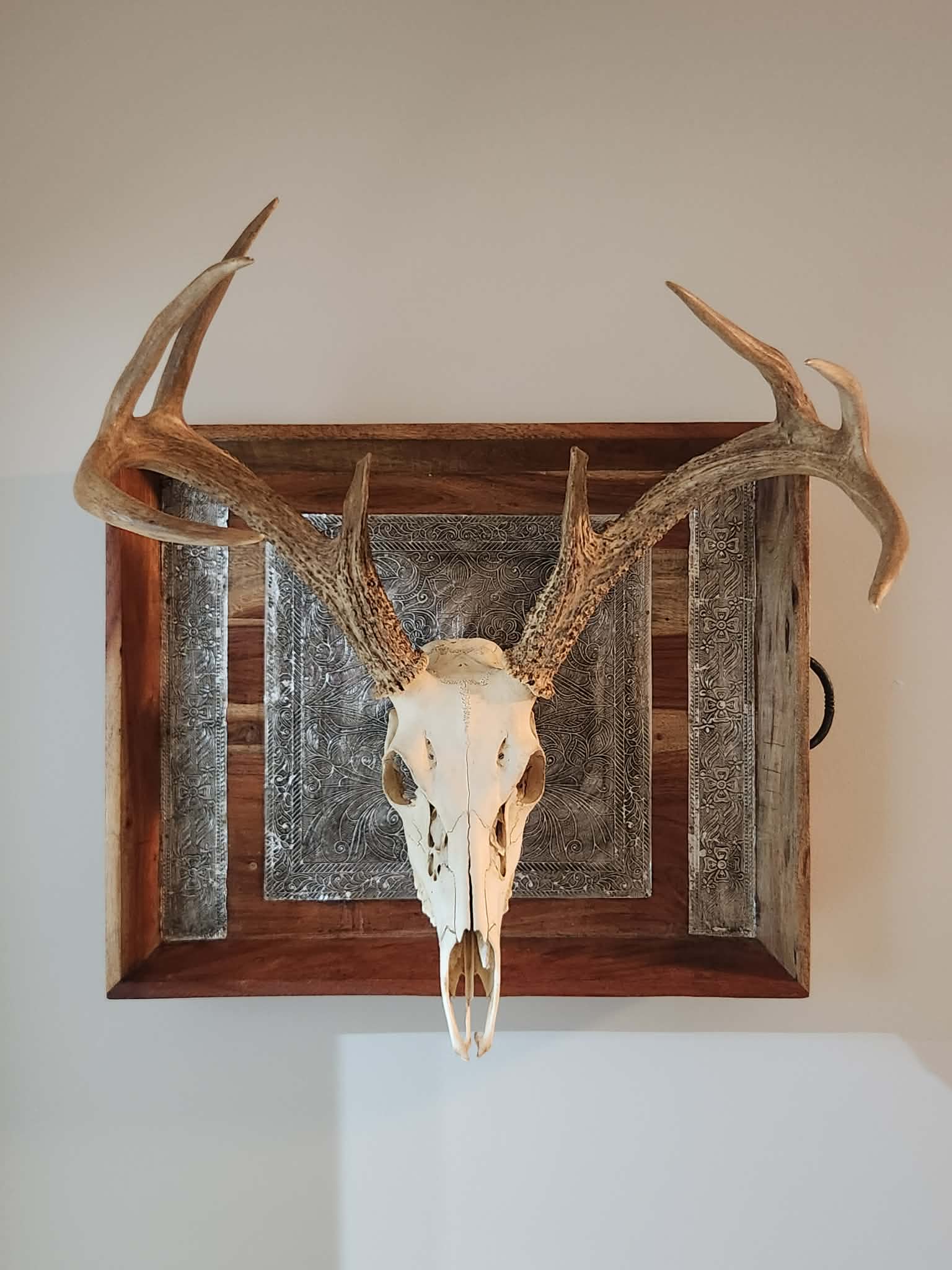 Kentucky 8 - Point Buck Skull Mount | Rustic Handcrafted Display - The Cozy Corner
