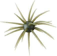Coyote Baits – Olive Craw Urchin Bait