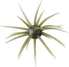 Coyote Baits – Olive Craw Urchin Bait - The Cozy Corner