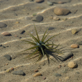 Olive Craw Urchin Bait on shallow lake flat background